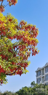 《我眼中的十一月》+秋去寒來色更濃