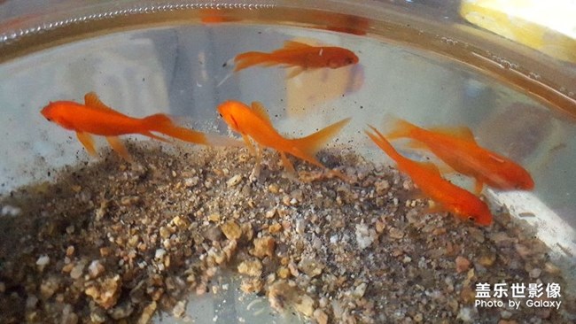 魚兒