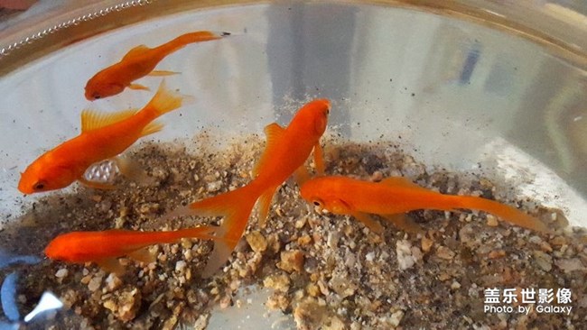 魚兒