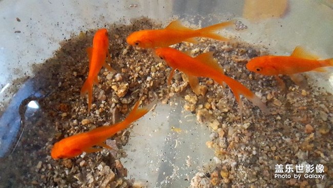 魚兒