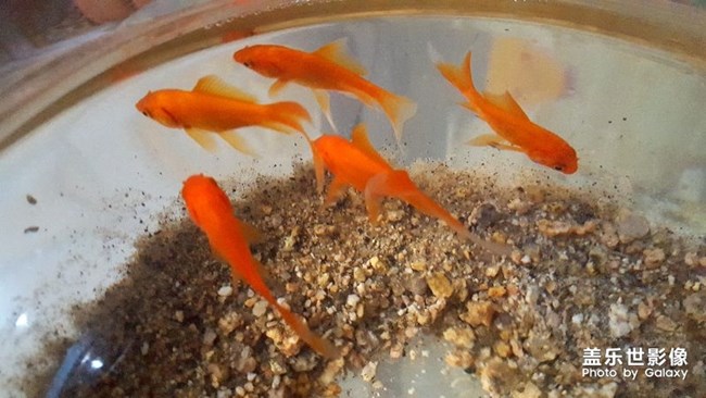 魚兒