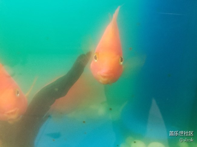 超級可愛的的小金魚，表情討喜