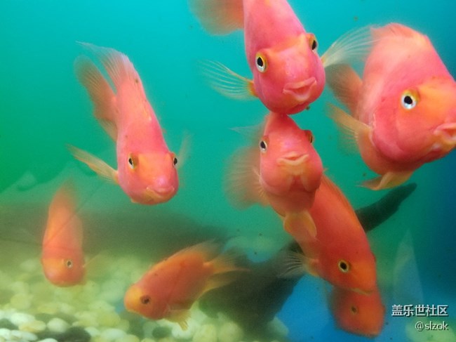 超級可愛的的小金魚，表情討喜