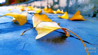 《我眼中的十一月》+秋瑟