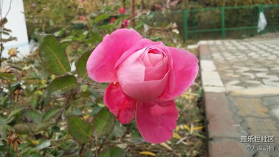 初冬月季不輸春