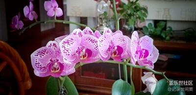 入手蝴蝶蘭，一花一世界。