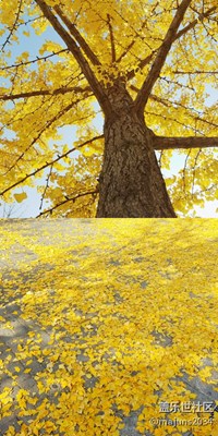 s8 plus 北國之秋 隨手拍