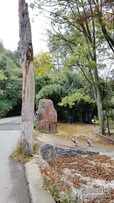冬鵝