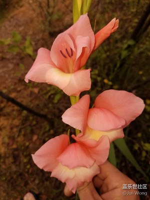 用專業(yè)模式拍攝水仙花