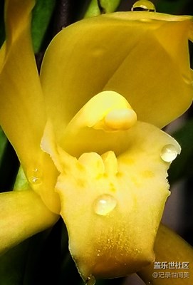 戶外己冷，驀然回首，一朵蘭花己開，蝴蝶蘭仍在綻放優(yōu)雅。