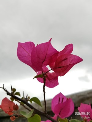 經(jīng)?？吹?，就是不知道叫什么花