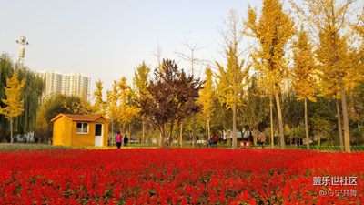 似燒非因火，如花不待春，今秋是金秋！??????