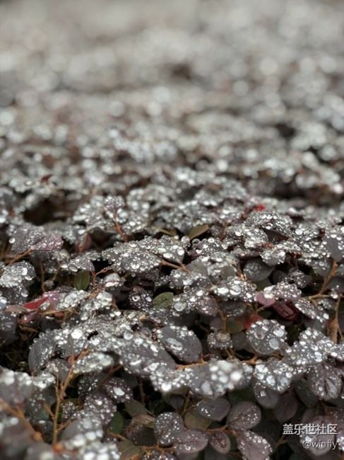 強烈建議相機加入focos軟件功能