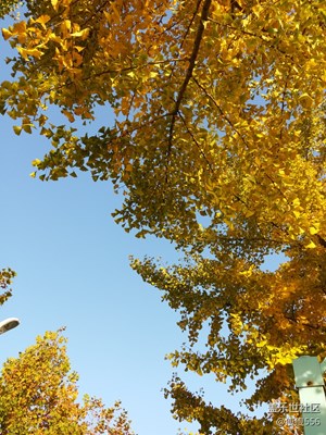 《拾憶》＋母校的十一月