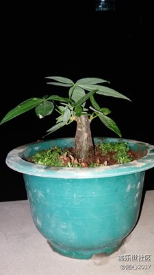 發(fā)財(cái)樹