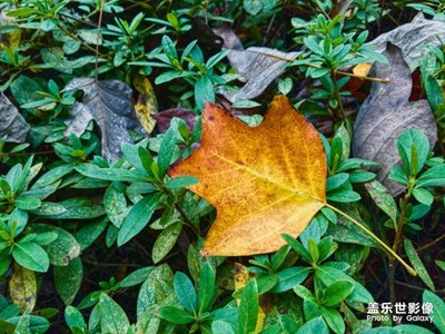 冬天來了，樹葉飄落。