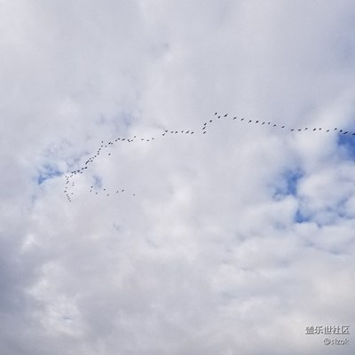 候鳥南飛，上演大規(guī)模集體遷徙