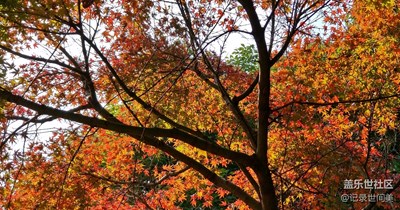 《拾憶》+感恩節(jié)，感恩大自然的美麗饋贈