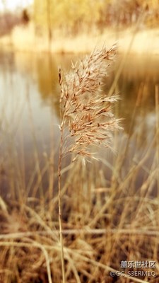 會(huì)思考的蘆葦