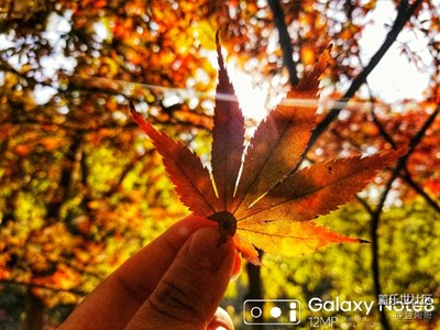 岳麓山愛晚亭的楓葉