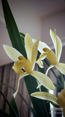 《抬憶》+花中真君子，風(fēng)姿寄高雅。