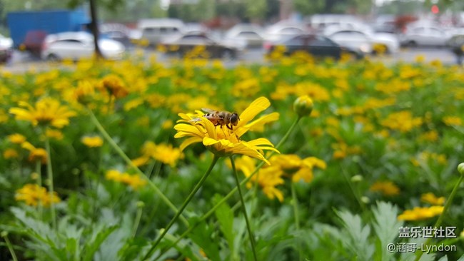 看到大家都在曬照片，我也來秀一波note5拍的照片···