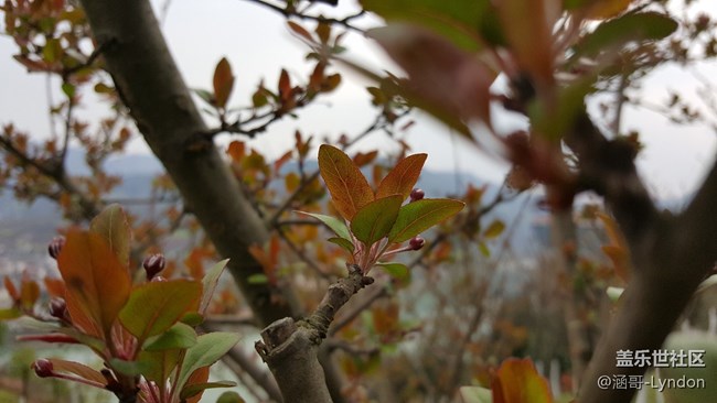 看到大家都在曬照片，我也來秀一波note5拍的照片···