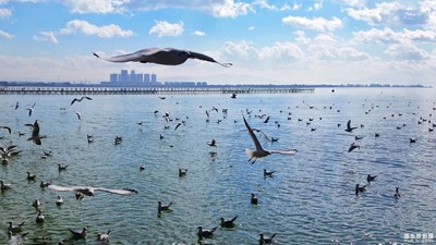 拍，才知道@春城的精靈