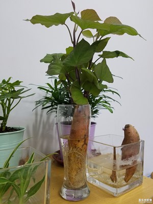 辦公室里養(yǎng)地瓜