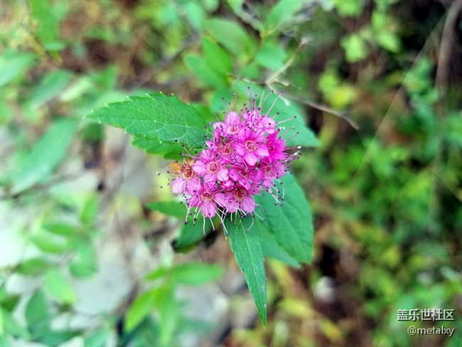 【Note8百人體驗(yàn)團(tuán)】[圖文類]Note8在手，感覺自己帥到開掛