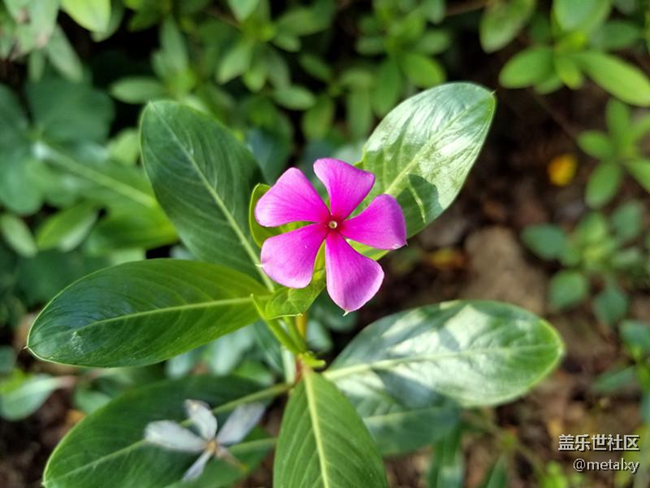 【Note8百人體驗(yàn)團(tuán)】[圖文類]Note8在手，感覺自己帥到開掛