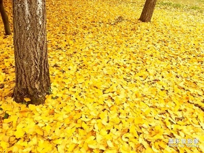 冬已來，秋未去。