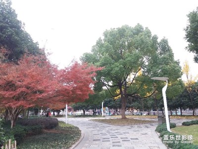 楓葉紅了！杏樹黃了！
