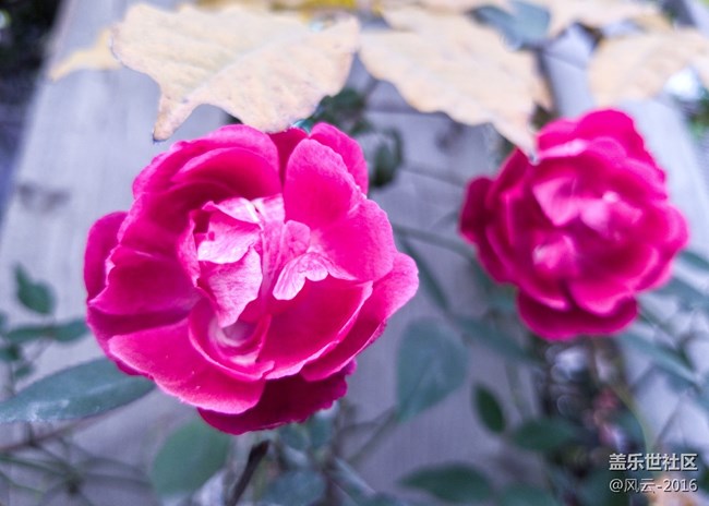 Note8百人體驗團】[圖文類]Note8 拍照初體驗