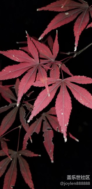 感覺夜拍不如之前的7姨，噪點太多