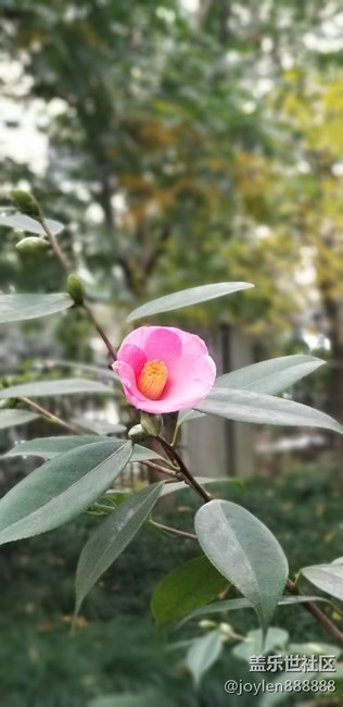 感覺夜拍不如之前的7姨，噪點太多