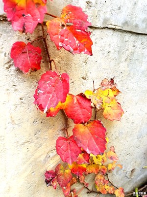 杭州正式入冬了，最后的美景。