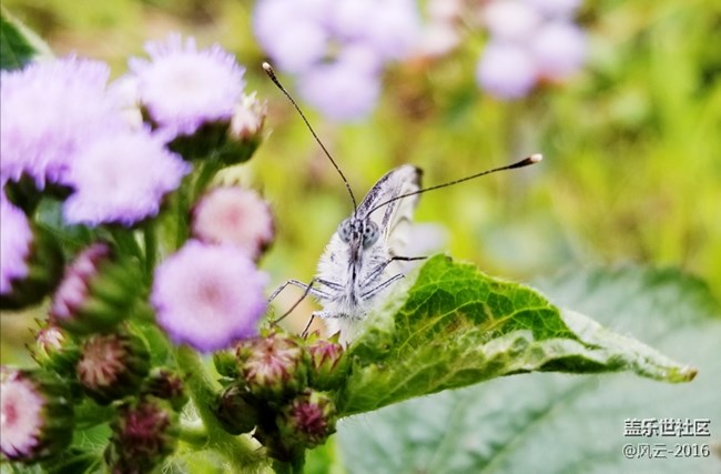 Note8百人體驗團】[圖文類]Note8 拍照初體驗