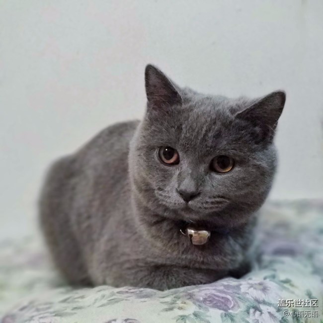 【Note8百人體驗團】[圖文類]圖說三星Note8拍照功能