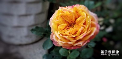 三星note 8隨手拍