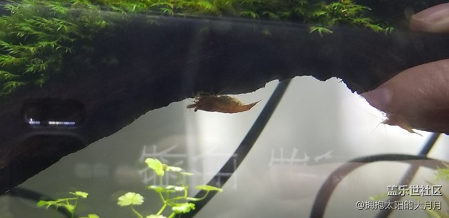 觀賞蝦有寶寶了貌似。