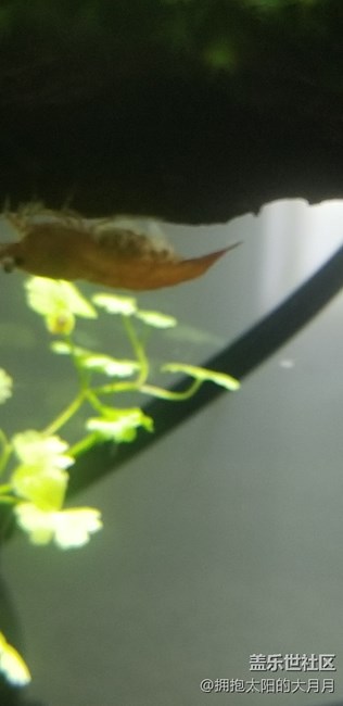觀賞蝦有寶寶了貌似。