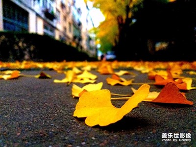 滿城盡帶黃金甲!