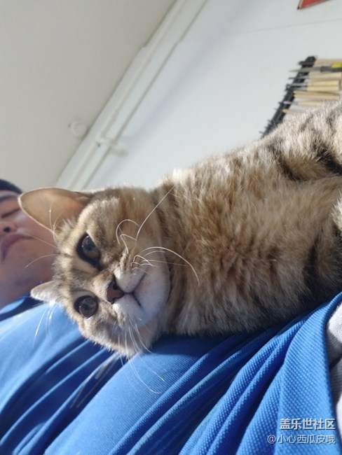 社區(qū)活動之他們玩泥我擼貓活動