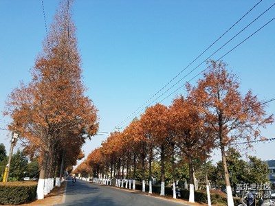 小路邊的水杉樹