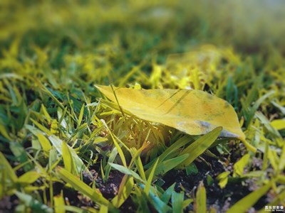 【不一樣的冬  不一樣的南北】+廈門的冬天也可以這樣美