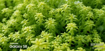 Android8.0，終于有了自帶Galaxy S8水印。