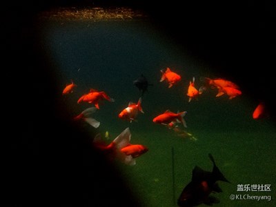 拍了才知道－直接把手機放到手里面拍照