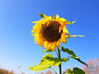 向日葵????代表追逐陽光