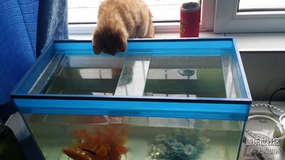 難以抗拒的誘惑